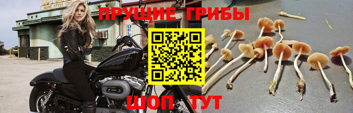 Галлюциногенные грибы прущие грибы Кунгур